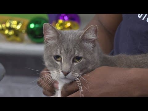 Louisiana SPCA tips and fun events coming up in Belle Chasse