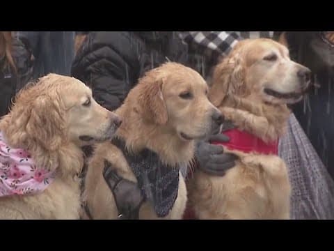 Goldens in Golden: Thousands of golden retrievers celebrated in Colorado