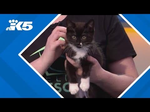 Seattle Area Feline Rescue calls on community to foster kittens and 'Give Big'