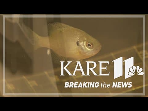 Elk River wastewater facility uses sunfish to get rid of flies