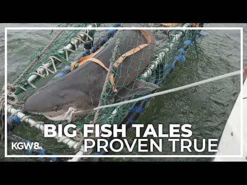 2 sharks species discovered in Puget Sound