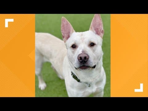 Pets of the Week: 4-13-2024