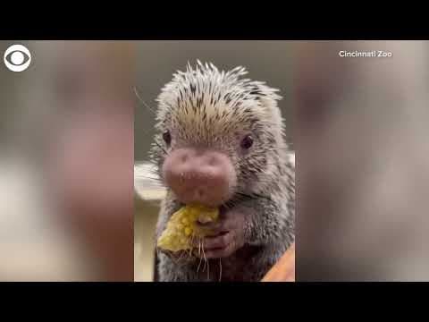 Porcupine munches on corn at Cincinnati Zoo