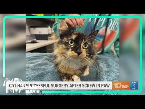 Cat found with screw in paw will soon be available for adoption