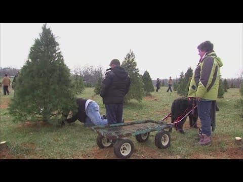 The most expensive day to buy a live Christmas tree | What's the Deal?