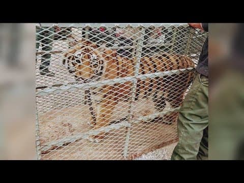 Bengal tiger found chained, living in abandoned Tijuana home