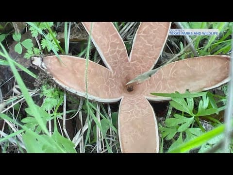 Rare hissing mushroom spotted at Texas park
