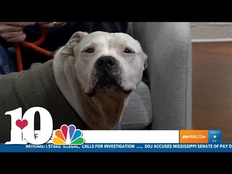 Meet the Pet of the Week: Bullet