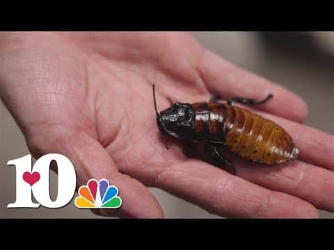 Zoo Knoxville brings back 'Name a Cockroach' fundraiser
