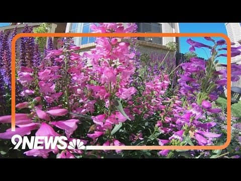 Creating a pollinator-friendly yard