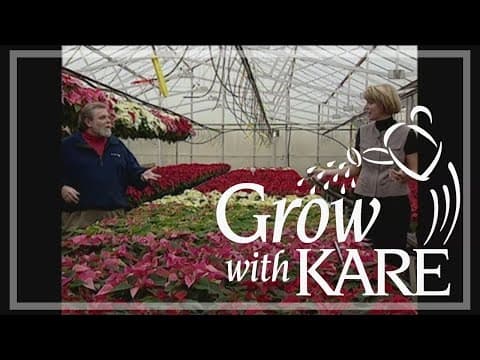 Grow with KARE: Poinsettia care (1997)