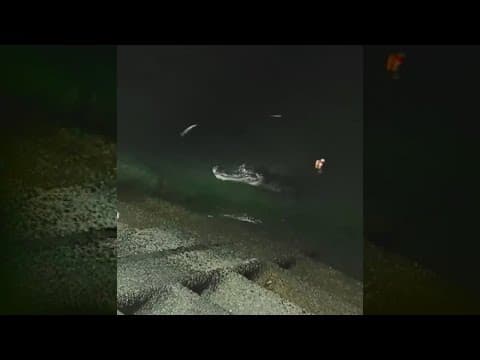 Alligator sighting on New Orleans lakefront shocks locals