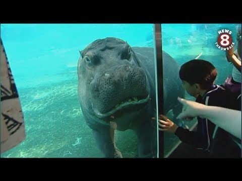 San Diego Zoo's Otis the hippo--an internet sensation--in 2010