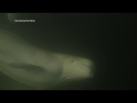 Beluga whales help woman heal after polar bear attack