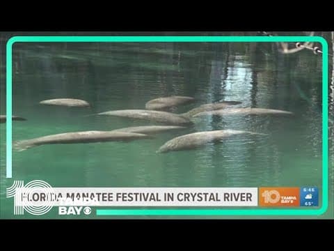 Florida Manatee Festival being held in Crystal River