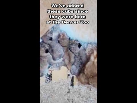 Denver Zoo lion cubs finally going on display