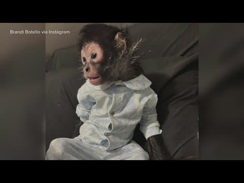 Monkey seized from Dallas influencer found to have medical issues, sanctuary says