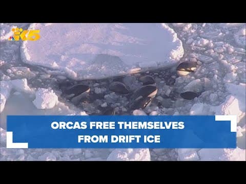 Orcas huddle together to free themselves from drift ice