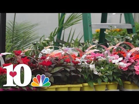 What are the best things to plant in the spring?