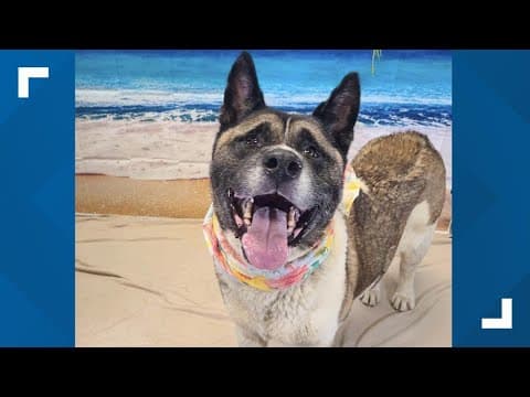 Pets of the Week: 8-2-2025