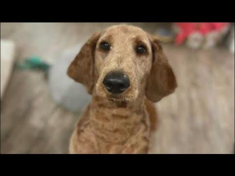 Pet grooming is an unregulated industry | Here are ways to find a reputable dog groomer