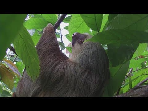 What to know about the Oropouche virus, also known as sloth fever