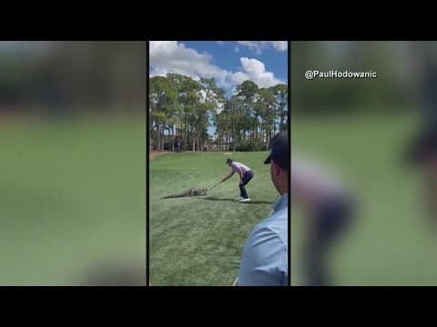 Billy Horschel scares alligator off golf course at PGA National in Florida