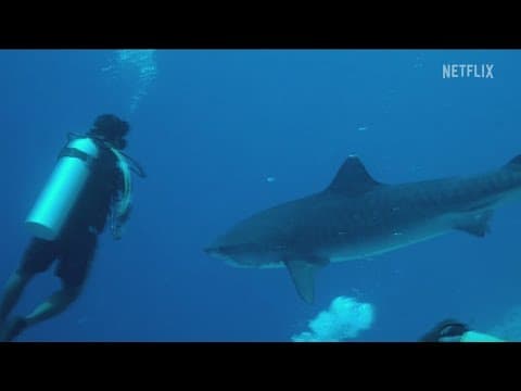 'All the Sharks' series aims to save the ocean's top predators from extinction