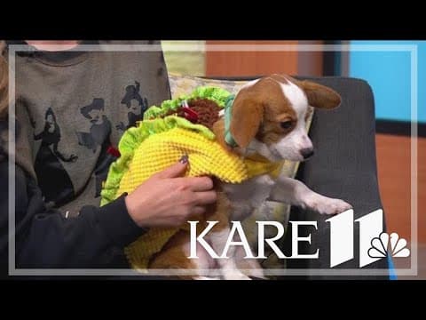 Tips to keep your pets safe and comfortable for Halloween