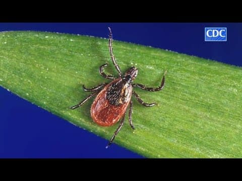 Tick season in Ohio: Experts warn about risk of Lyme disease