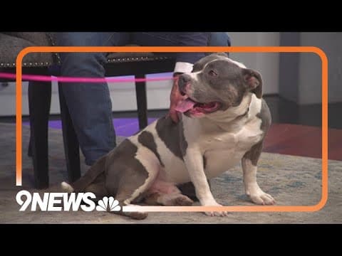 Sweet 4-year-old dog needs a forever home