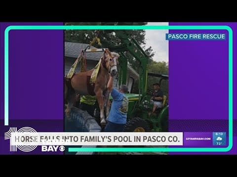 Pasco County crews rescue horse that fell into family's pool