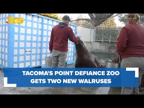 Point Defiance Zoo gets two new walruses