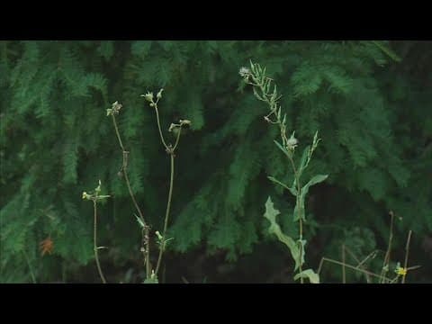 Different sizes of pollen particles could mean more problems for your allergies