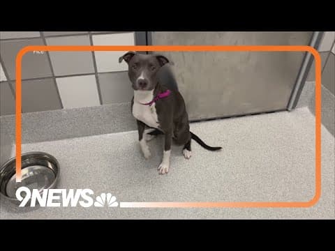 The debate around telehealth for your pets