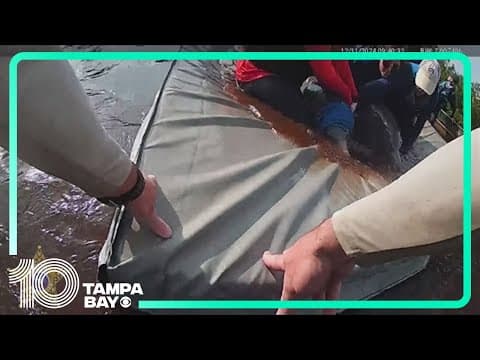 Stranded dolphins rescued in southwest Florida