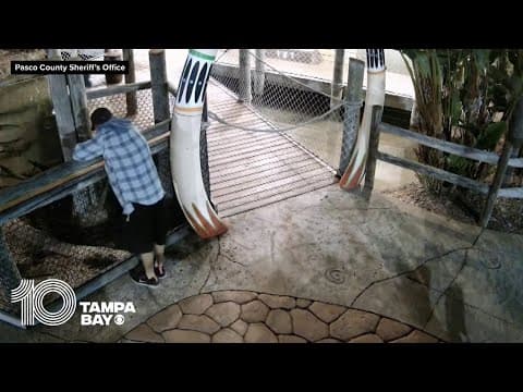 Man steals baby alligator from business in Pasco County