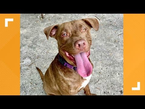 Pets of the Week: 1-27-2024