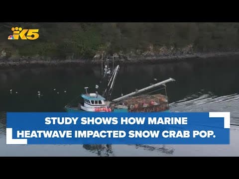 New study by NOAA shows how marine heatwave impacted Alaska Bering Sea snow crab population
