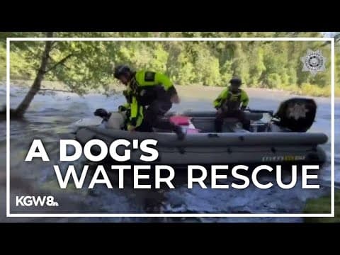 Clackamas County dog rescued from Sandy River
