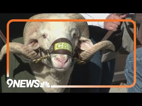 Cam the Ram preparing for CSU's final home game of the season