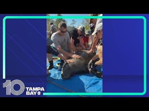 Manatee rescued from pond, transported to ZooTampa