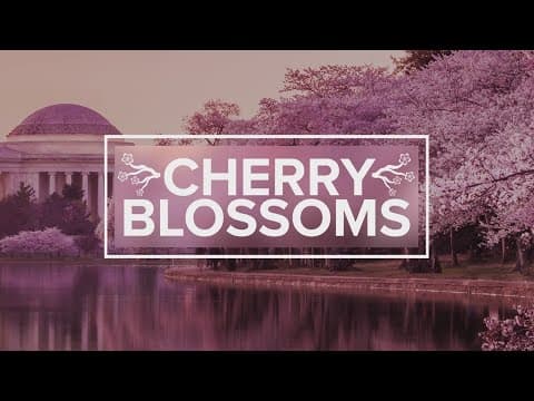 Cherry Blossom Festival parade this weekend in DC