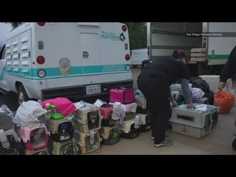 Hundreds of small animals were to be adopted out, but may have been frozen for reptile food