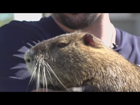 Nutria knowledge 101
