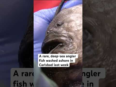 A rare, deep-sea angler fish after it washed ashore in Carlsbad last week