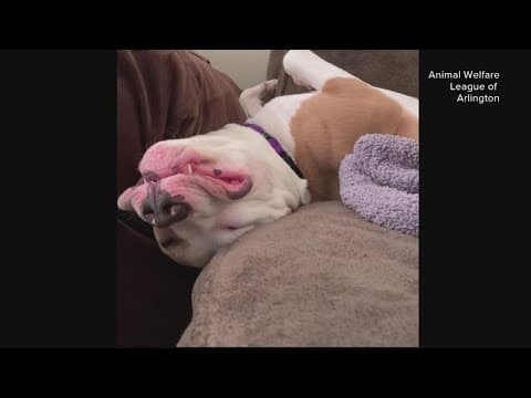 Animal Welfare League of Arlington shares video of snoring dog that will soon be available for adopt