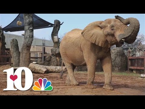 Zoo Knoxville speaks on the death of Tonka the elephant
