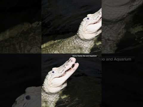 70 coins removed from stomach of alligator at zoo