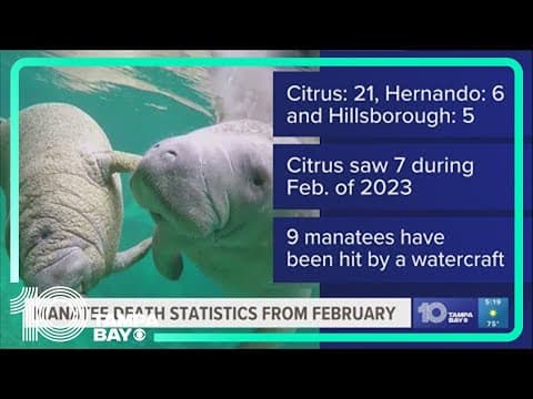 Increased number of manatee deaths this February
